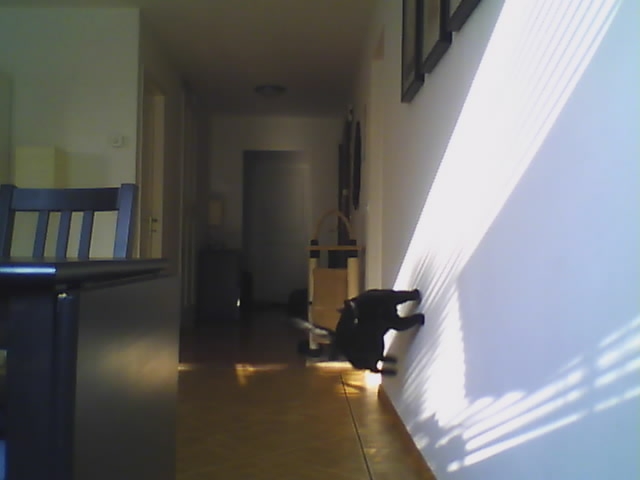 IP-Camera catches cat walking vertically on wall